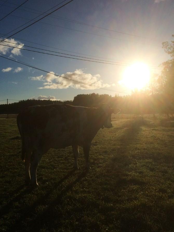 Lehmä seisoo laitumella. Aurinko paistaa alhaalla metsänreunan yllä.